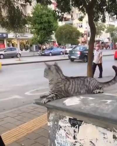 Bad kitty