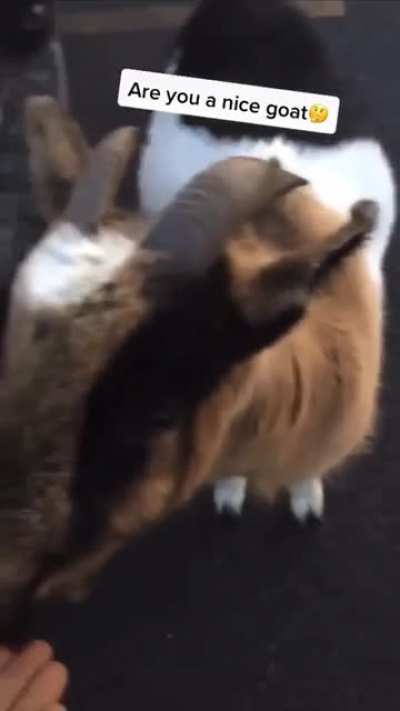 NICE GOAT.. WAIT OMG