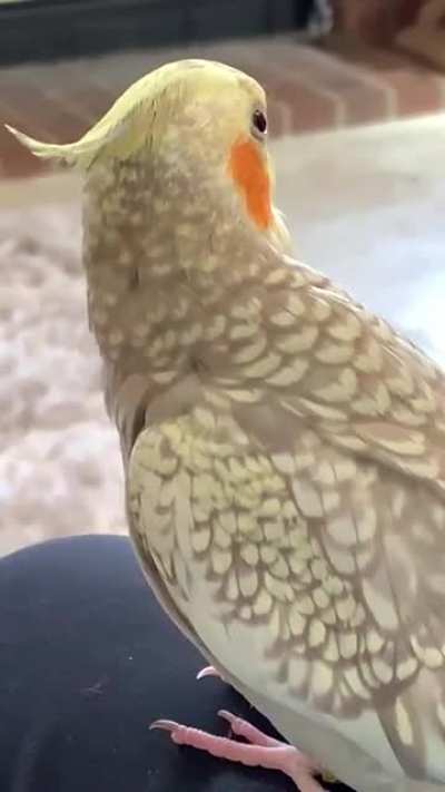 Yap Yap Yap