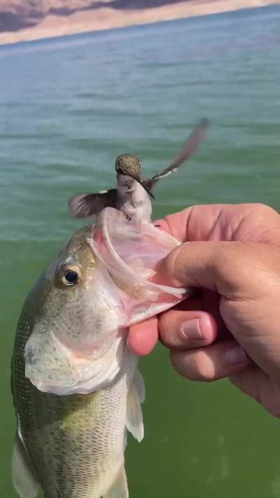 🔥 A hummingbird lands on a man's hand while he is holding a fish