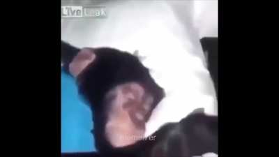 Monke wet dreams