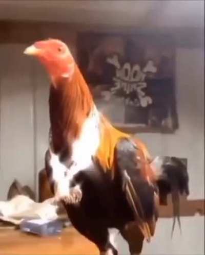 drip cock😏😈😳😎