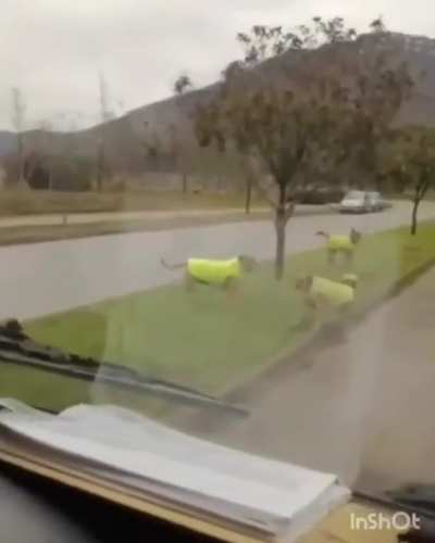 El cord&oacute;n sanitario perruno