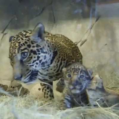 Bigcat family is spending some time
