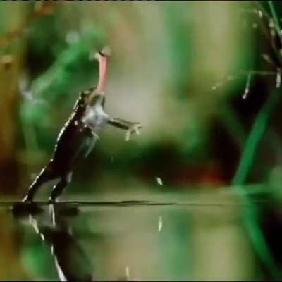 A fly takes on a frog!