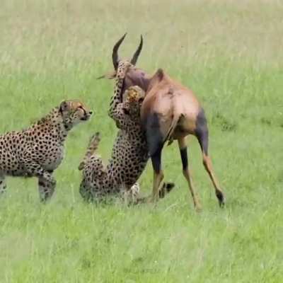 Cheetah coalition known as the &ldquo;Fast Five&rdquo; work together to bring down a Topi
