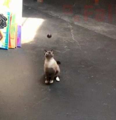 Cat Reflexes