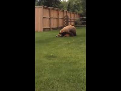 [X-post r/HardcoreNature] Deer screaming while it gets mauled by a Bear