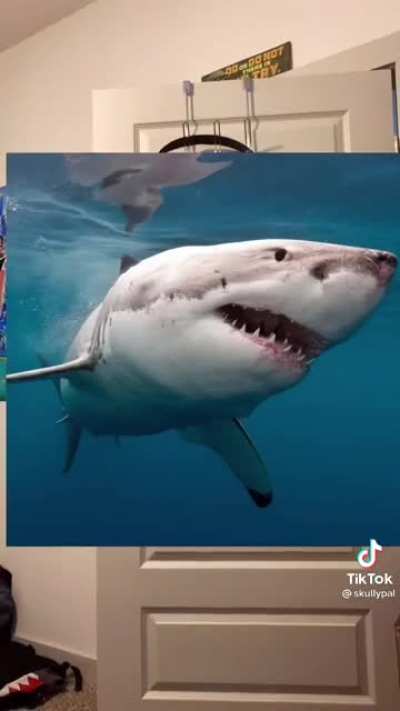Sharks_irl