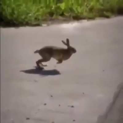 Flying rabbit caught on Google Maps