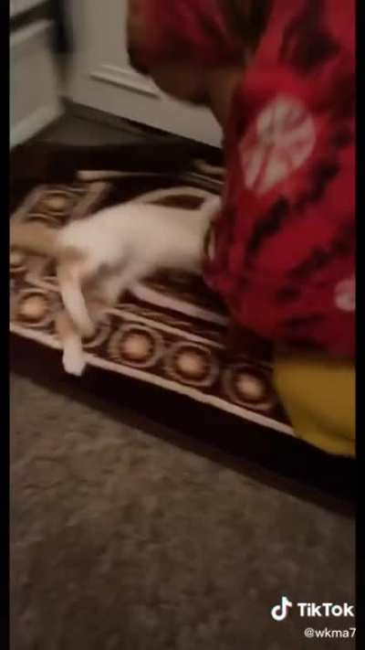 Cat won&rsquo;t let it&rsquo;s owner pray