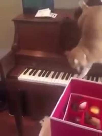Jazz Pianist Cat