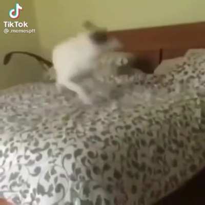 What a cute dog.. NOOO