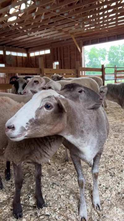 Although Darryl has made a lot of new friends at Woodstock Farm Sanctuary, he still hangs reeeeal close to his mother Patti.