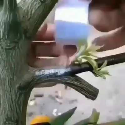 Grafting branches onto a tree