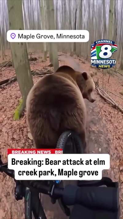 guy gets attacked by bear