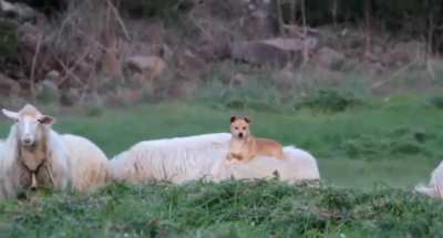 Guardian dog at work