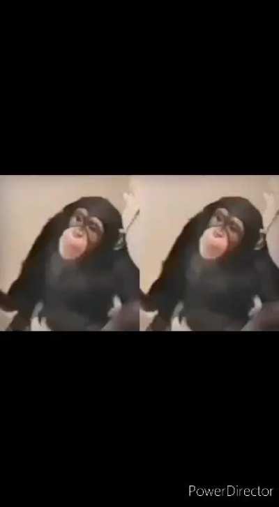 Monkey in bathroom