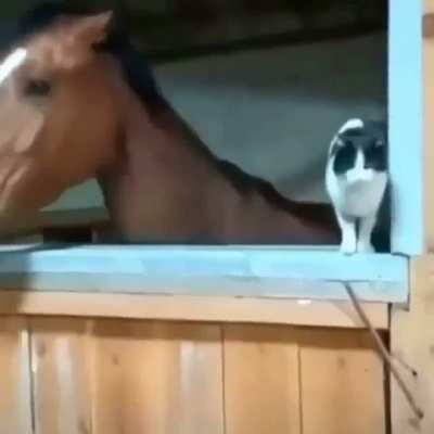 lEaKeD fOoTaAe oF rOg yEeTiNg RiChArD oUt oF pInKfLoYd In 1979