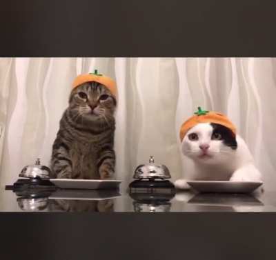 Our human doesnt respond in a timely manor for our demands for treats. We tried training them to respond to a bell but they struggle with that too. The bell.manifaturer is refusimg a refund. Can I sue for false advertising?
