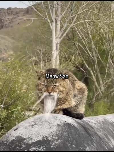 Meow San