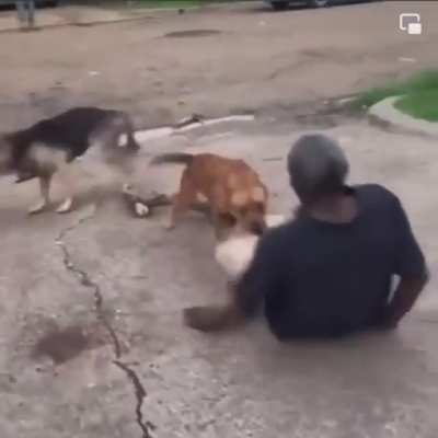 That&rsquo;s the dog from COD Ghost 😭💀