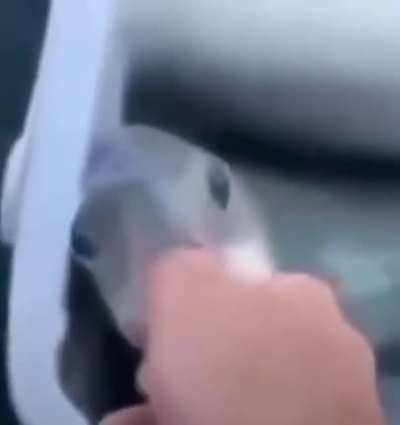 the fish (tm)