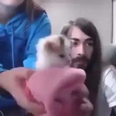 dogy :3