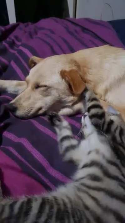 Why are you sleeping during playtime?