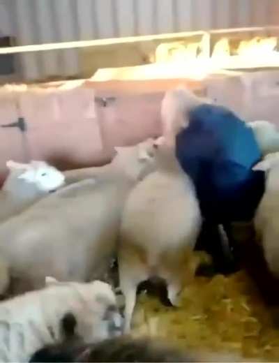 HMC while i Pet the sheep