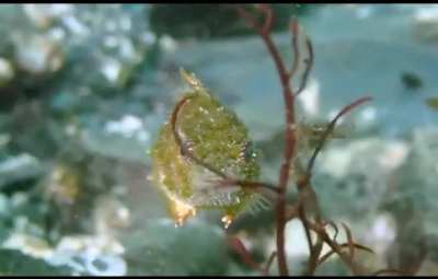 An oddly named fish that hardly knows how to swim, the Pacific spiny lumpsucker