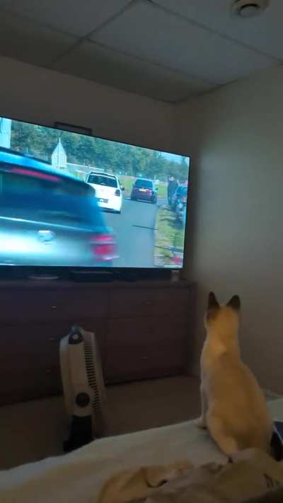 Cat studying burnout technique by watching professionals on TV