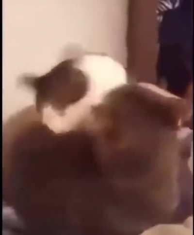 AHHHHHHHHHHH