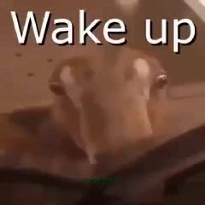 SUS