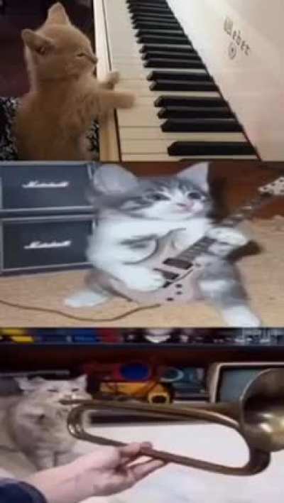 cat song