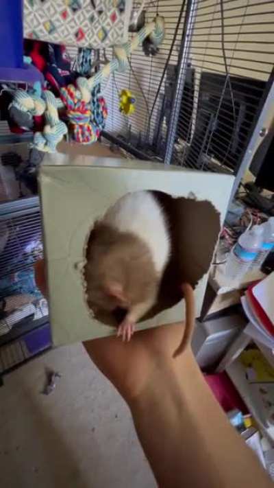 Tissue box rat