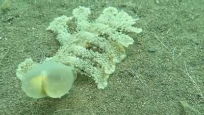 This Melibe Viridis 