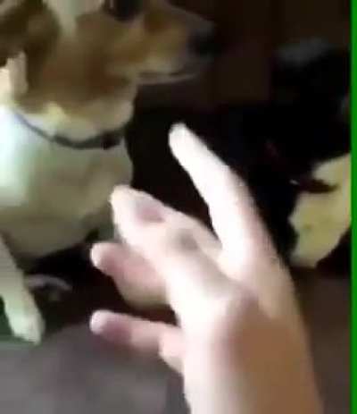 What the dog doin'?