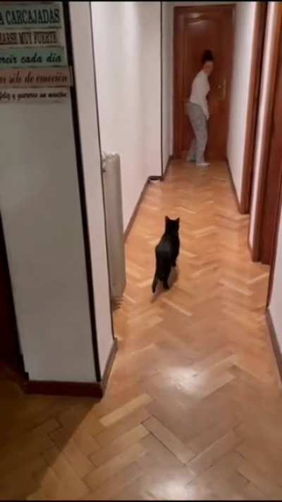 Cat plays squid game