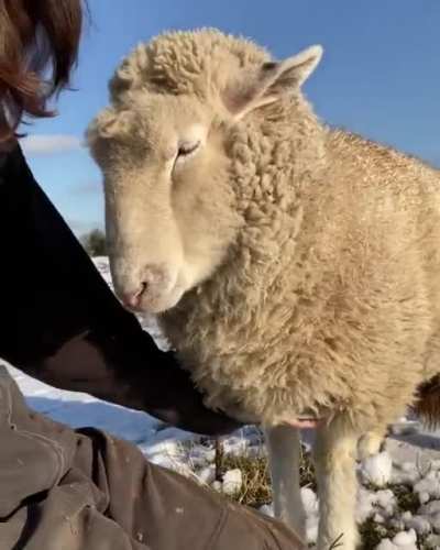 I just fall in love with this sheep &amp;lt;3