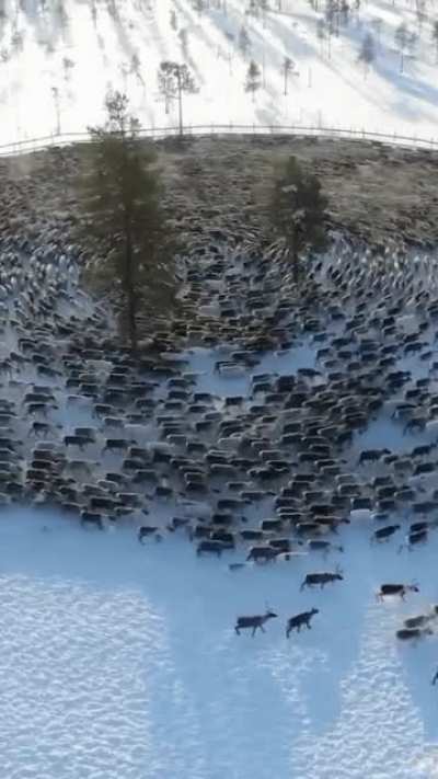 Contrary to popular belief, the world doesn't just turn on its own. It's actually reindeer powered.