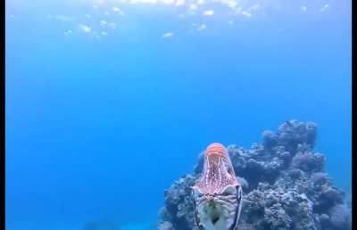 Chambered nautilus swimming off the coast of Palau