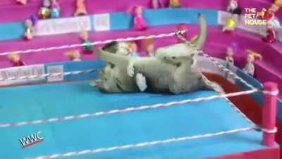 Kedy wrestling