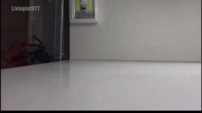 Spider capture