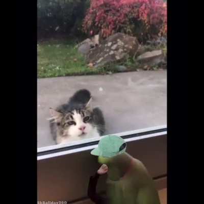 Bamboozled