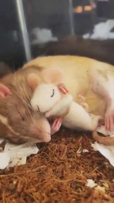 W&uuml;rde ich gerne auch jetzt machen, aber es ist Montag...