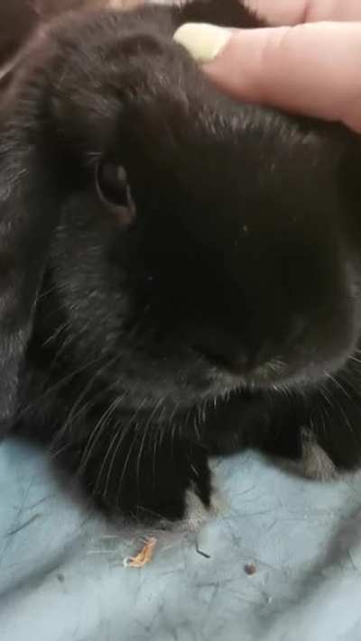 Someone wanted little head pats on her terms. Pet her body you get a nip. Pet her head you she lays there forever