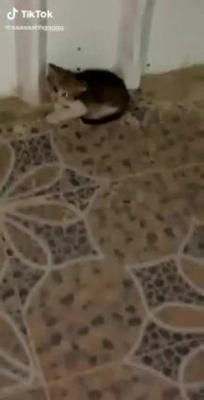 Scary kitty