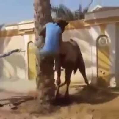 Camel for size