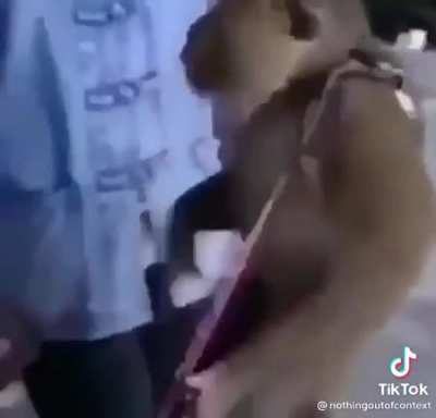 🐒🐒🎸🎸